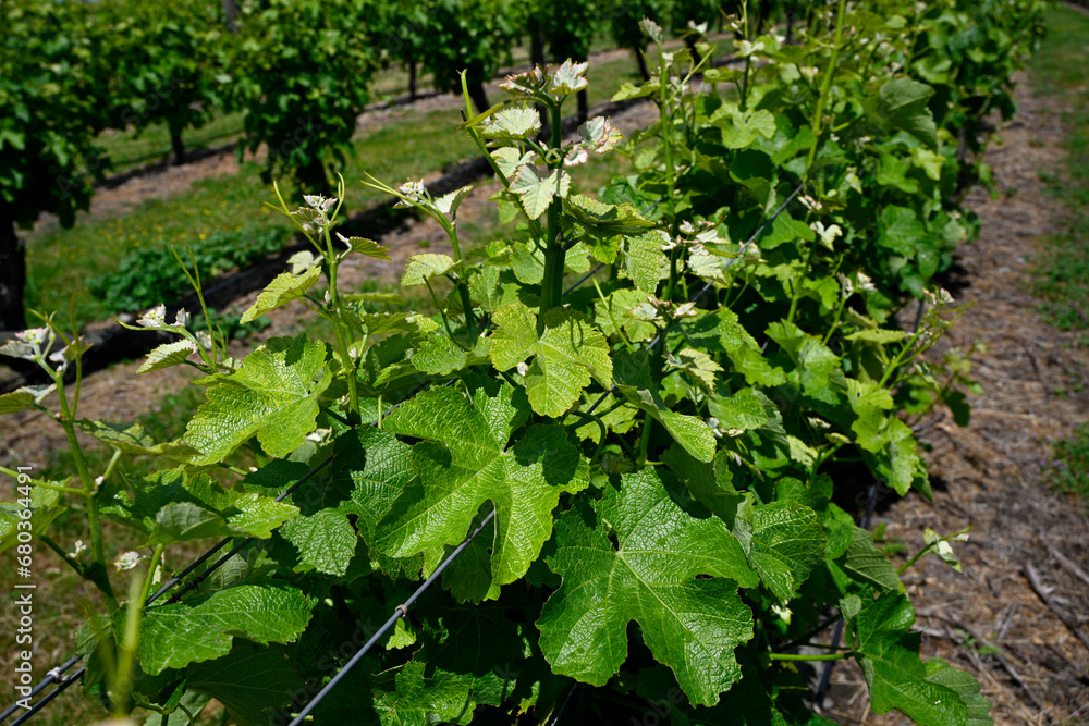 Closeup Reisling Grape Vines in the Wairau Valley, Marlborough, NZ Closeup Reisling Grape Vines in the Wairau Valley, Marlborough, NZ
