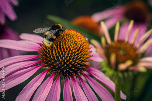 A bright textured bumblebee sits on a beautiful flower. A beautiful, bright flower on which sits a textured bumblebee.