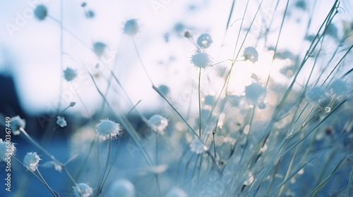 朝の青い時間帯と白い花 © Hamupata