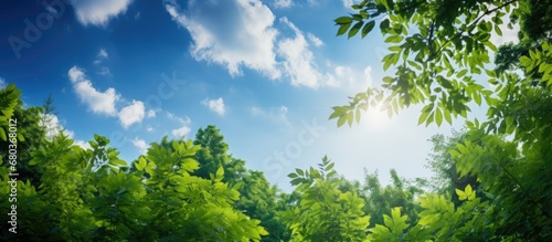 background of the vibrant blue sky during summer, nature comes alive as the sun casts a warm light on the lush green leaves of the forest, revealing the beauty of the colorful garden and captivating