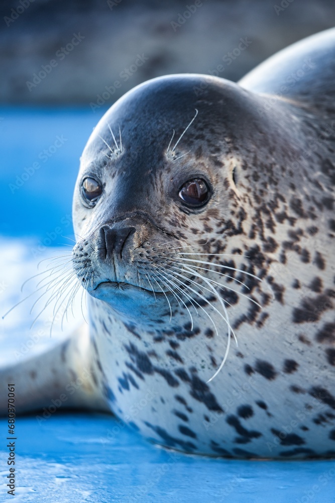 Fototapeta premium Hokkaido, Japan - November 16, 2023: Closeup of a Face of Spotted Seal 