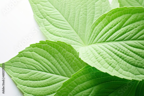 Refreshing Mint Leaf: Natural Mint Green Color for a Fresh Design