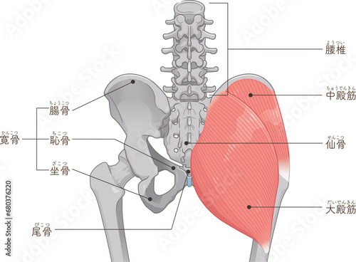 中殿筋、gluteus medius、大殿筋、gluteus maximus、股関節、骨盤、筋肉、イラスト、illustration