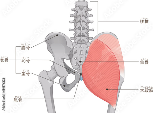 中殿筋、gluteus medius、大殿筋、gluteus maximus、股関節、骨盤、筋肉、イラスト、illustration