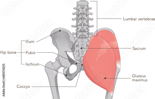 中殿筋、gluteus medius、大殿筋、gluteus maximus、股関節、骨盤、筋肉、イラスト、illustration