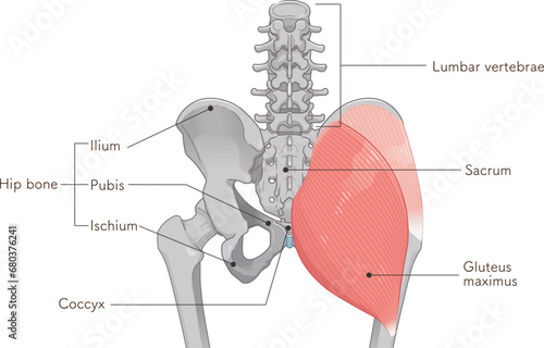 中殿筋、gluteus medius、大殿筋、gluteus maximus、股関節、骨盤、筋肉、イラスト、illustration