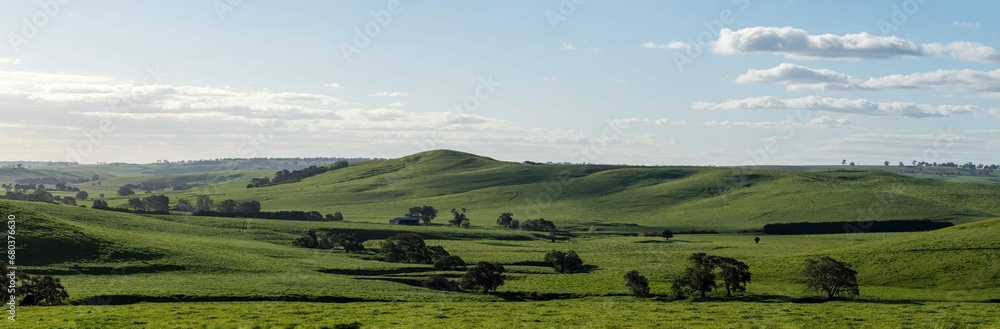beautiful farming landscape of green rolling hills and green grass. cows on an beef agriculture farm in springtime in australia panorama 