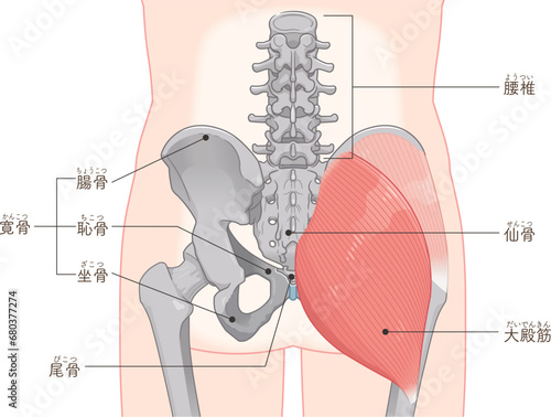 中殿筋、gluteus medius、大殿筋、gluteus maximus、股関節、骨盤、筋肉、イラスト、illustration