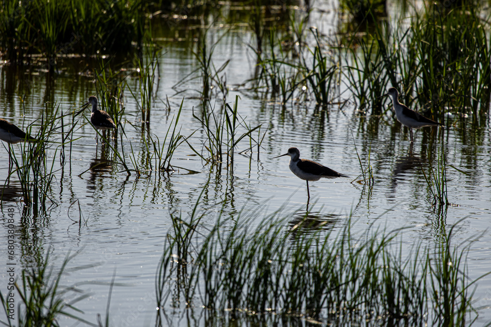 Avocets in delta of the river Ebro, the delta region of the Ebro River in the southwest of the Province of Tarragona in the region of Catalonia in Spain Avocets in delta of the river Ebro, the delta region of the Ebro River in the southwest of the Province of Tarragona in the region of Catalonia in Spain