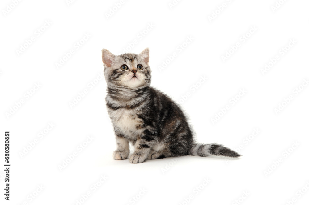 Fluffy purebred gray kitten on a white isolated background