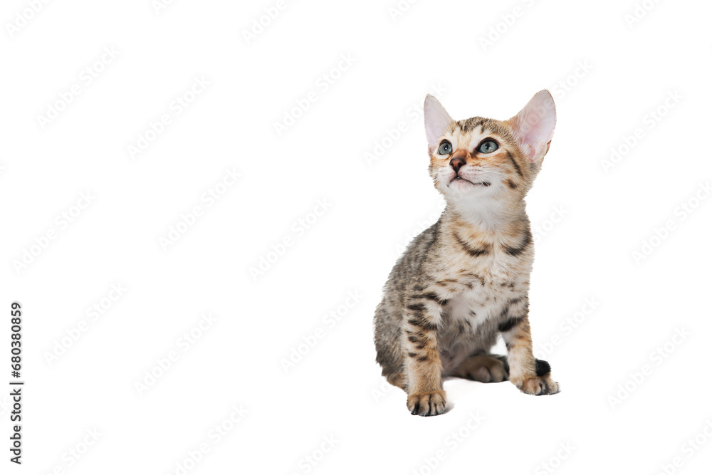 Purebred smooth-haired cat on a white isolated background Purebred smooth-haired cat on a white isolated background