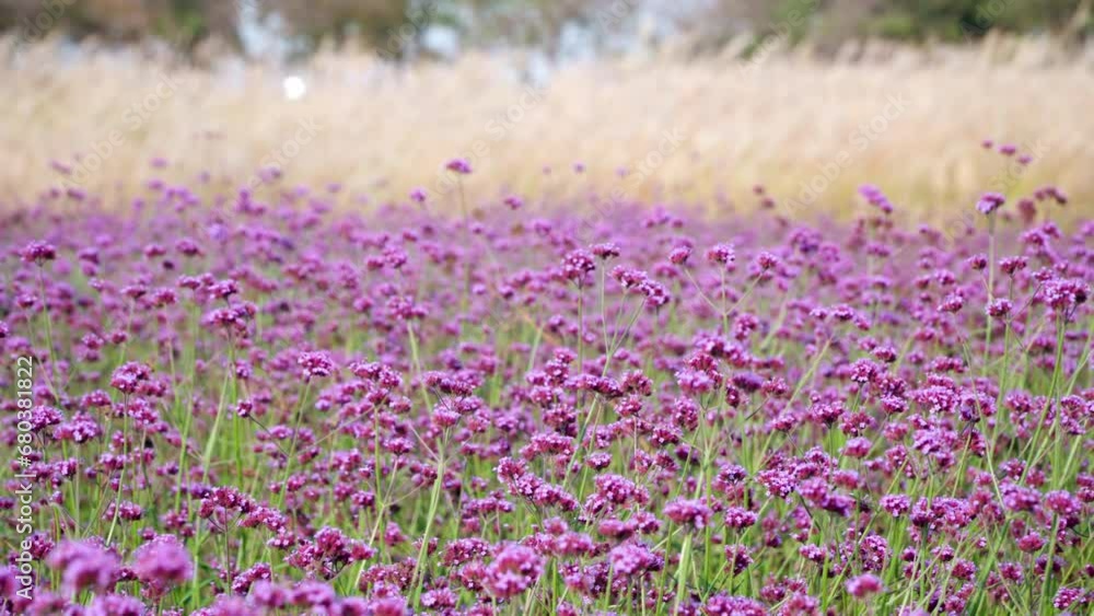 Blooming Purple Purpletop Vervain Flowers Field at Gaetgol Eco Park, South Korea Blooming Purple Purpletop Vervain Flowers Field at Gaetgol Eco Park, South Korea