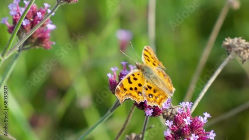 Polygonia c-aureum or Asian Comma Butterfly Perched Feeding on Purpletop Vervain Flower in  Gaetgol Eco Park, South Korea photo