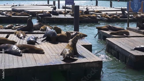 Sea lions chasing each other across floating docks at Pier 39 San Francisco photo
