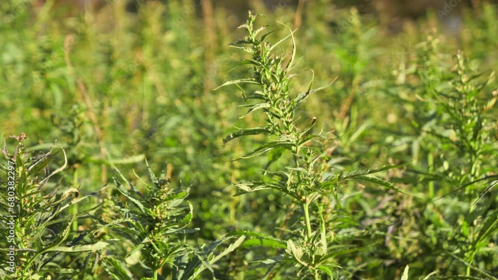 Hemp plant swaying outdoor in field at dawn - tranquil medium shot. static Hemp plant swaying outdoor in field at dawn - tranquil medium shot. static