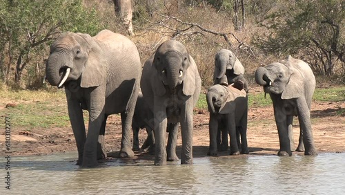 Family of elephants drink and play by waterhole in sunny South Africa