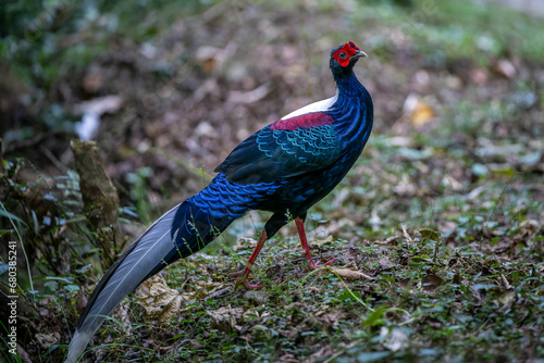 Swinhoe's pheasant male endemic bird in Taiwan photo