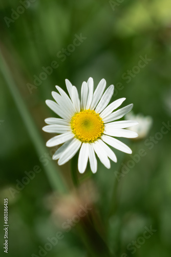 Daisy in a New Zealand field photo