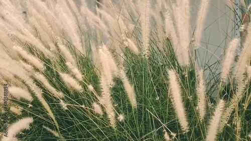 A bunch of tall grass with white feathers blowing in the wind. The grass is light green and the feathers are bright white. The grass blew in the gentle breeze, and feathers danced in the air