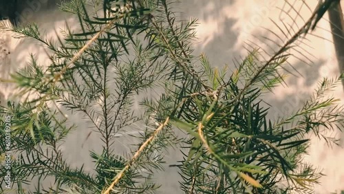 Close up shot of a pine tree. The tree has long, dark green needles that are bundled together in clusters. The bark of the tree is thick and brown, and it has a rough texture