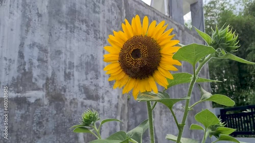 sunflower standing in front of a concrete wall