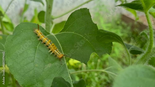 yellow caterpillar sitting on top of a green leaf