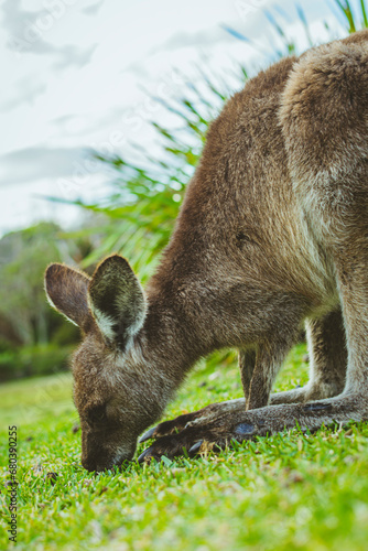 Canvas Print wildlife of kangaroos with their children eating grass and moving freely in the
