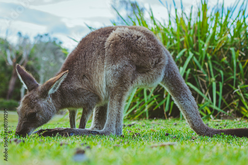 Photography wildlife of kangaroos with their children eating grass and moving freely in the