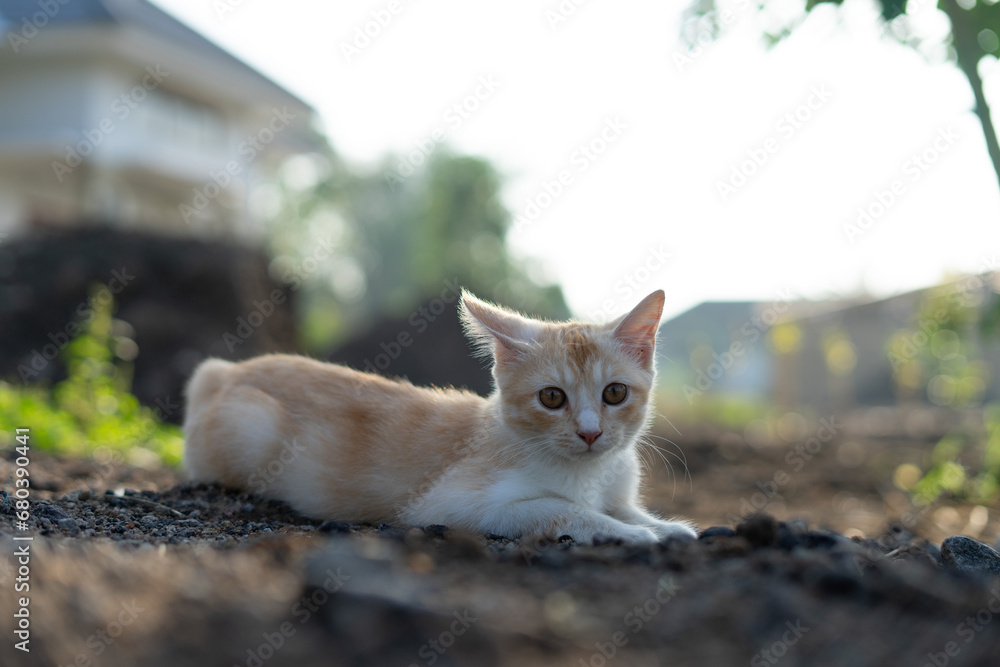 White brown cat play in grass White brown cat play in grass