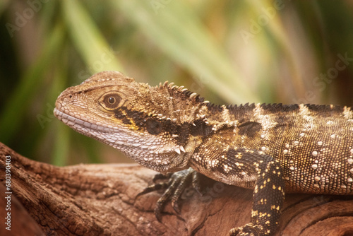 The Water Dragon can be identified by a distinctively deep angular head and nuchal crest of spinose scales that joins the vertebral crest extending down the length of its body to the tail.