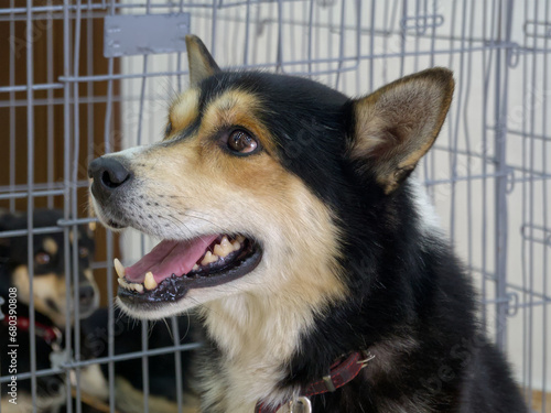 Dog waiting to be adopted