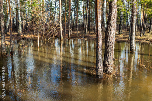 forest during the spring flood  trees in the water