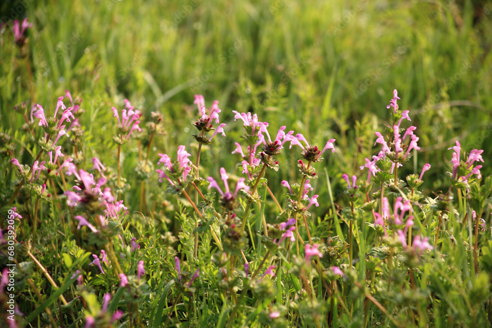 pink flowers in the field pink flowers in the field