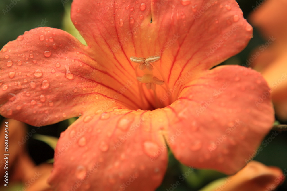 Fototapeta premium trumpet creeper