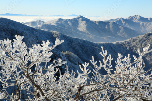 snow on the branches