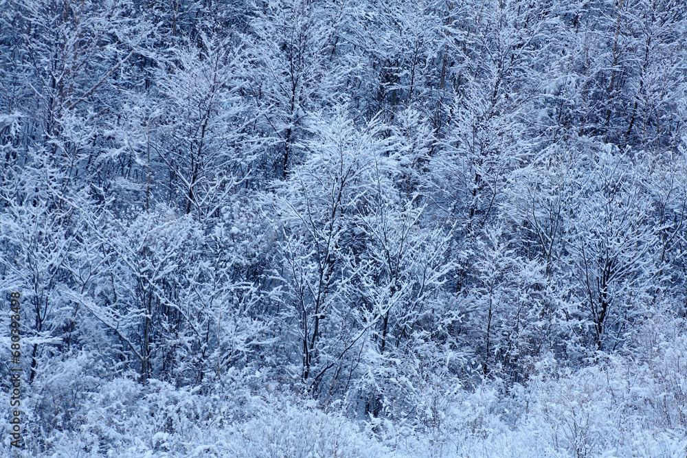 snow on the branches snow on the branches