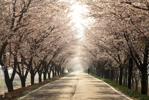 Fototapeta Naklejka Na Ścianę i Meble -  cherry-blossom road