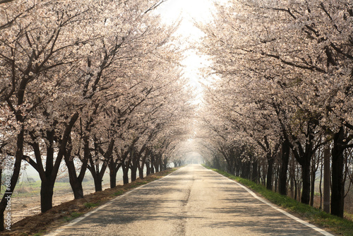 Fototapeta Naklejka Na Ścianę i Meble -  cherry-blossom road
