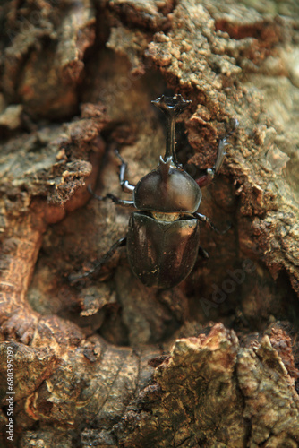 rhinoceros beetle