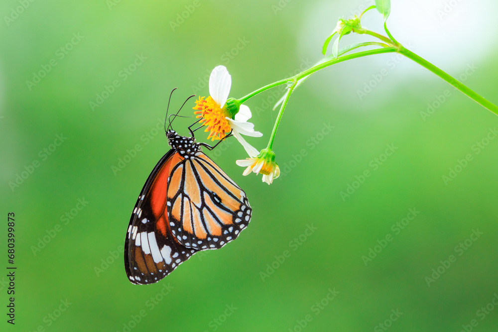Fototapeta premium Monarch butterfly on white flower