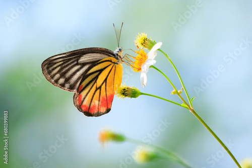 Painted Jezebel. Butterfly on white flower photo