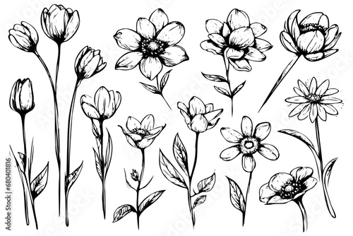 Botanical sketch art. Wildflower abstract flower, flower, rose, tropical, spring bouquet. Vector illustration. Botanical elements