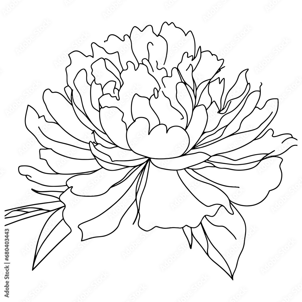 Black and white vector line sketch illustration, bouquet of peony