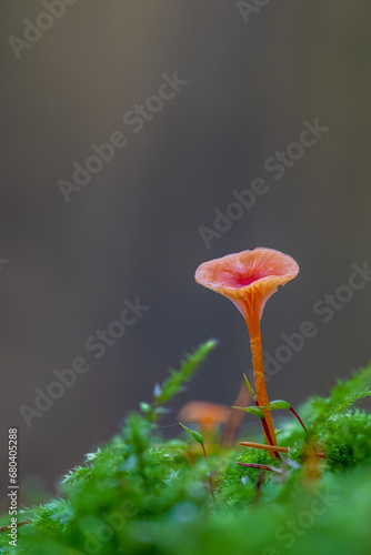 Pilze