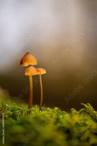 Pilze