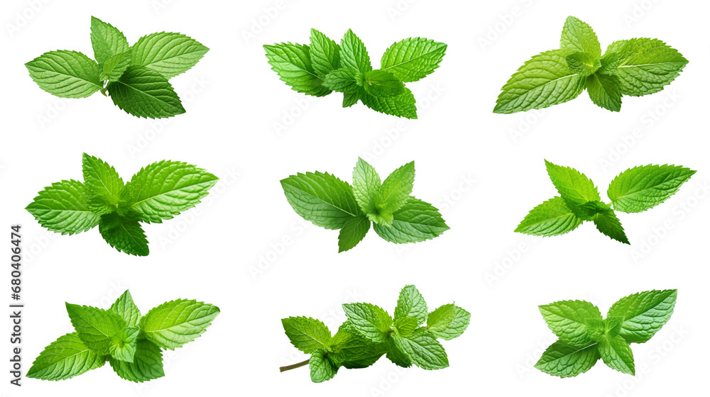 Collection of PNG. Mint leaf isolated on a transparent background. - obrazy, fototapety, plakaty 