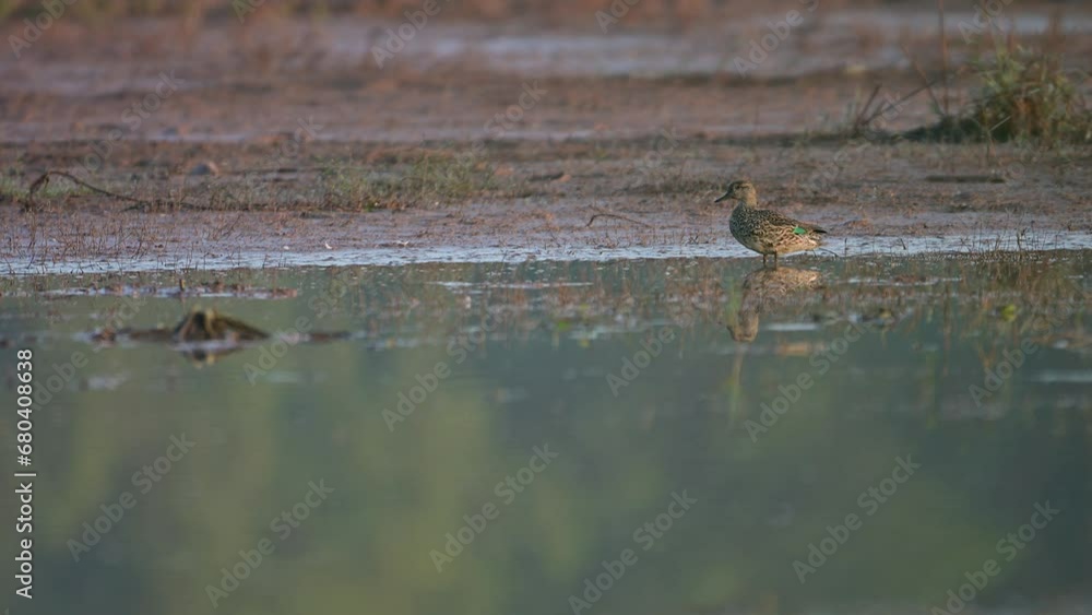 Green Winged or Common teal Duck in pond in Morning Green Winged or Common teal Duck in pond in Morning