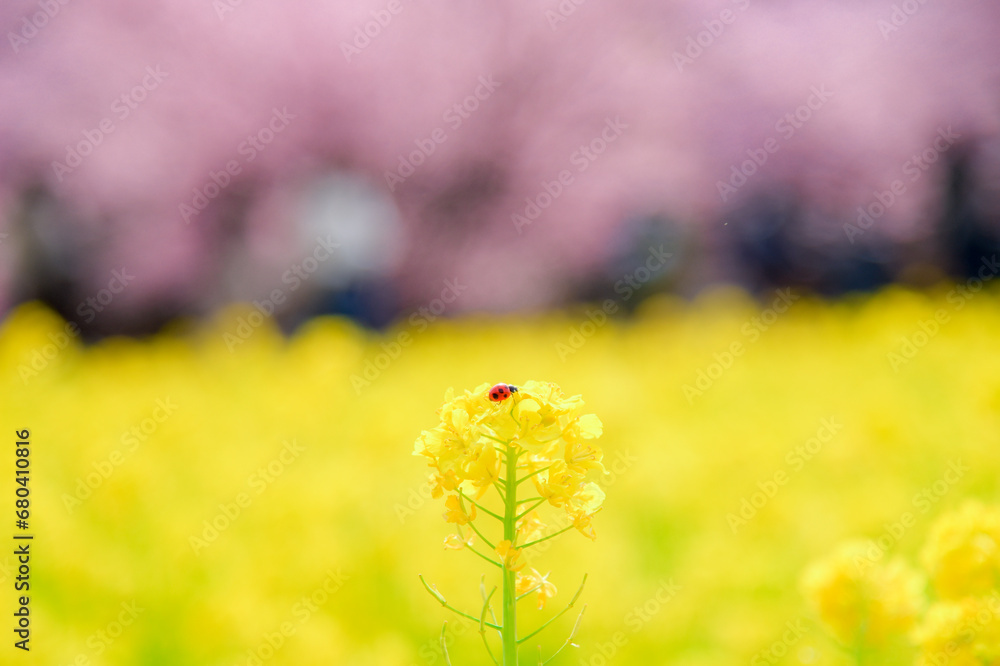 Obraz premium 菜の花とてんとう虫