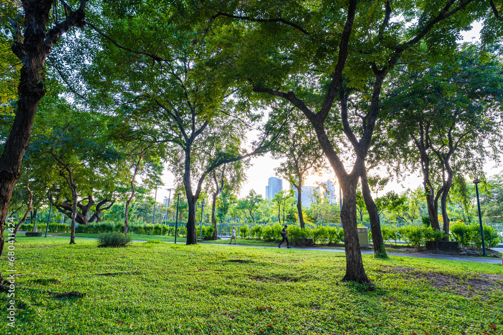Green tree forest meadow green graas in city public park sunset light sky