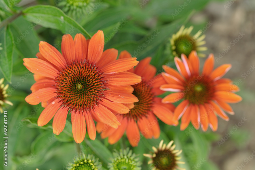 Orange coneflower blossom (Echinacea purpurea). Orange coneflower blossom (Echinacea purpurea).